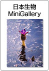 日本生物MiniGallery